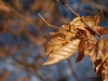 autumn_leaves_27359